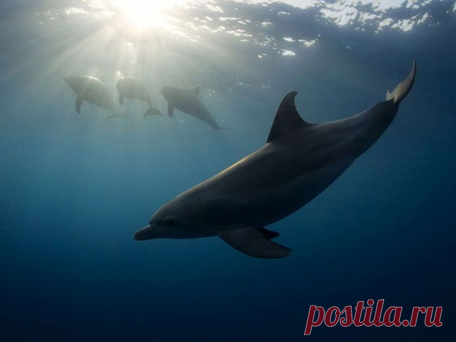 (+1) - Лучшие фотографии National Geographic за сентябрь 2013 | САМЫЙ СОК!