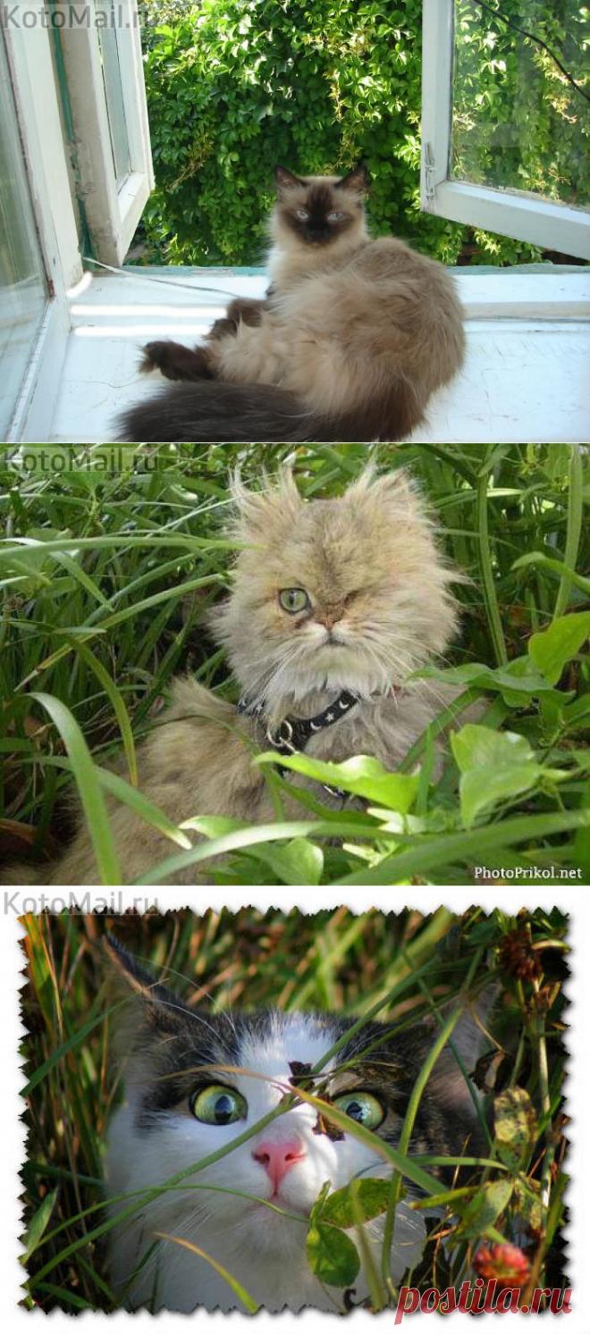 Люблю лето! | KotoMail.ru