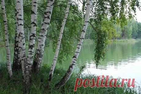 Русские традиции, связанные с березой 
Для русского человека нет дерева роднее, чем береза. В стародавние времена на Руси березу считали "своим тотемом, родоначальницей и покровительницей". Русская береза -символ России. 
Когда-то березу называли "деревом четырех дел": 
Грамоту русский народ осваивал на бересте, освещаемой березовою же лучиной. "Крик" в деревнях от тележного скрипа утишался березовым дегтем, да и отвары из почек березы давались младенцам "от крику". 
Стоит дерево, цветом зелен