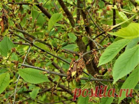 Что делать, если ветви вишни сохнут после цветения. | Цветочная душа | Яндекс Дзен