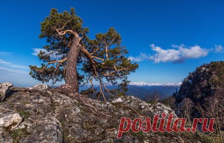 &quot;И на камнях растут деревья&quot;. - fotonik2