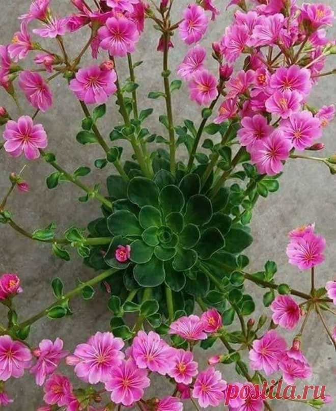 Суккуленты