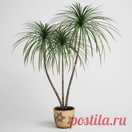 Как правильно ухаживать за драценой