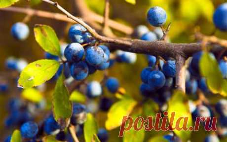 Тёрн - 6 соток