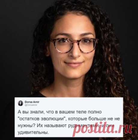 Ненужные органы или как над нами шутит эволюция Тело человека – это настоящий музей естествознания, о чем лишь только в очередной раз напоминает нам пост Дорсы Амир, которая работает в Бостонском университете на кафедре психологии. Девушка занимает…