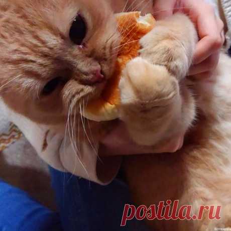 Ничто не способно остановить голодного котика! Заряжаемся позитивом! | Которадуга | Яндекс Дзен