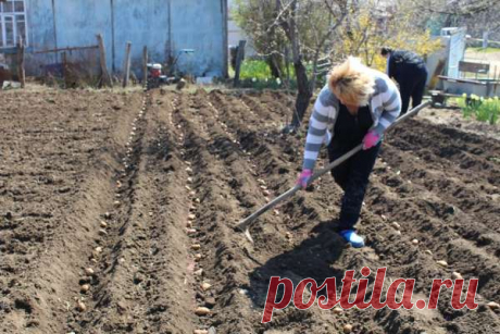 Страстная неделя: можно ли сажать картошку и другие культуры в этот период — Дачный участок