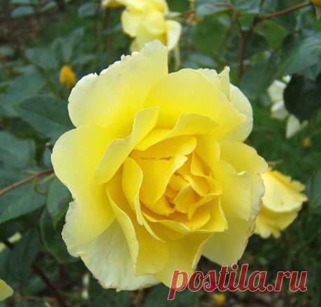 Желтая роза - цветок удачи. - Yellow rose - a good luck flower. - https://blogs.privet.ru/community/magic_flowers/103659882