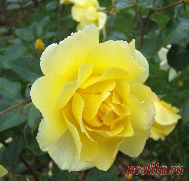 Желтая роза - цветок удачи. - Yellow rose - a good luck flower. - http://blogs.privet.ru/community/magic_flowers/103659882