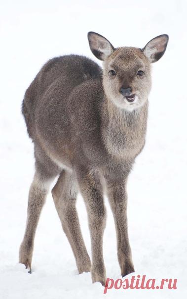Любопытный оленёнок в объективе Андрей Брагина: nat-geo.ru/community/user/195023/.