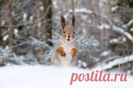 Белка всю жизнь собирала жёлуди... в антенну :) | Четвероногий юмор