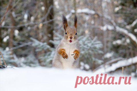 Белка всю жизнь собирала жёлуди... в антенну :) | Четвероногий юмор