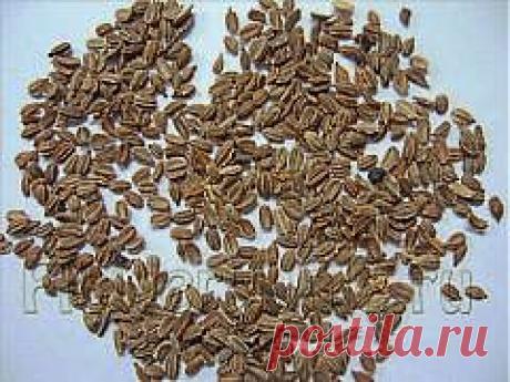 10 способов посева семян моркови — FloweryVale.ru