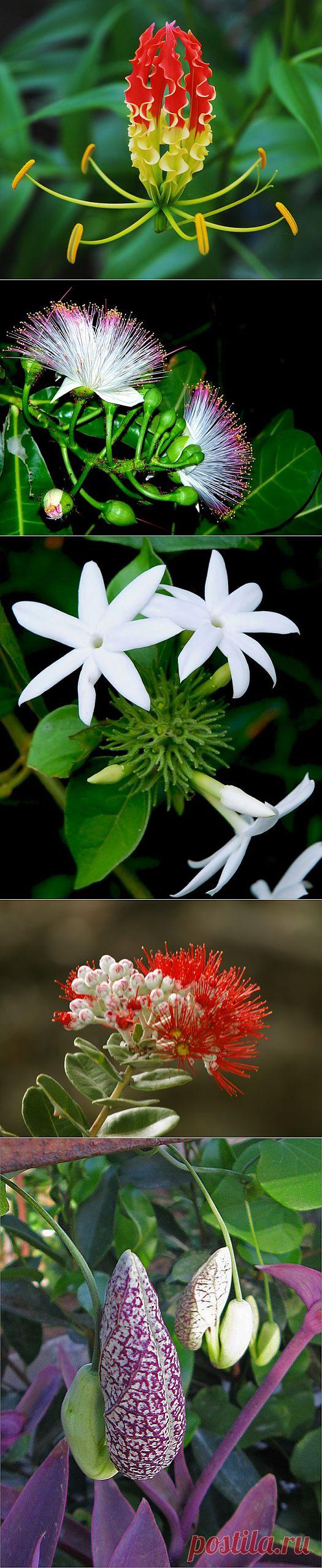 Экзотические растения