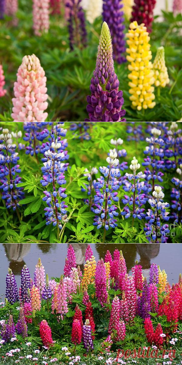 Люпины: виды, размножение, посадка и уход за люпинами