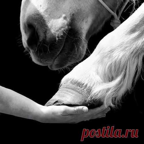 Wild horses sparring by Vedran Vidak Photography. (I think…  |   Pinterest • Всемирный каталог идей