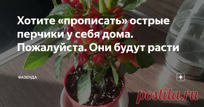 Хотите «прописать» острые перчики у себя дома. Пожалуйста. Они будут расти Здравствуйте дорогие дачники и огородники!
Много лет назад всей семьей мы увлеклись острыми перцами, которые выращиваем в открытом грунте. 
Но часто приходится слышать вопрос: а можно ли выращивать их дома?
Конечно можно! Нам приходилось осенью для дозревания плодов пересаживать некоторые кустики в горшки и заносить в дом, и они прекрасно зимовали до весны на подоконниках, радуя нас ранним цветени