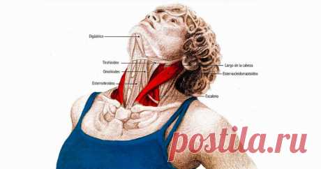 5 упражнений для шеи: Нормализуют давление и освобождают от зажимов Следующие упражнения предназначены для расслабления напряжённых мышц шеи и все вместе должны занимать 4–5 минут в день.