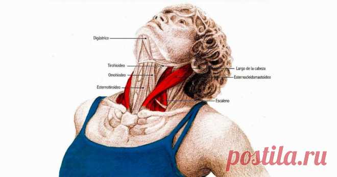 5 упражнений для шеи: Нормализуют давление и освобождают от зажимов Следующие упражнения предназначены для расслабления напряжённых мышц шеи и все вместе должны занимать 4–5 минут в день.