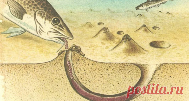 Морские черви для рыбалки. Вы слышали про такие?