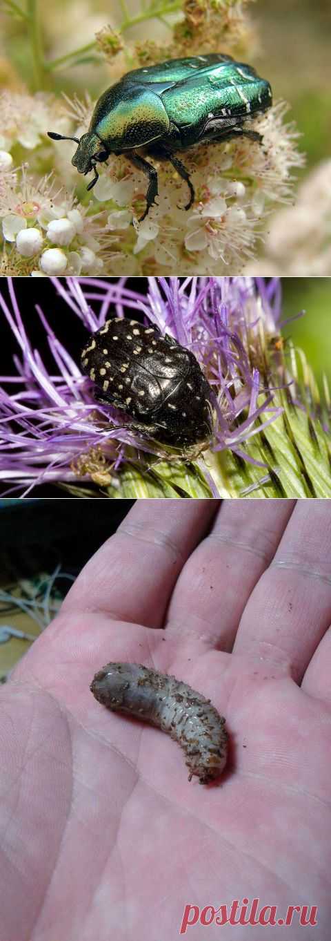Личинки бронзовок – альтернативный живой корм - Все обо всем - Аквариумистика в Узбекистане