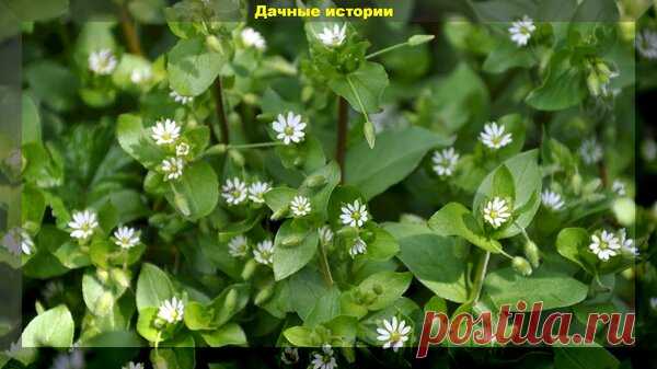 Самоцветик