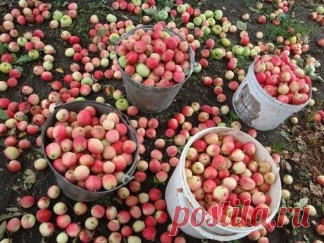 Хотите, чтобы яблони начали плодоносить раньше? Отгибайте ветки!