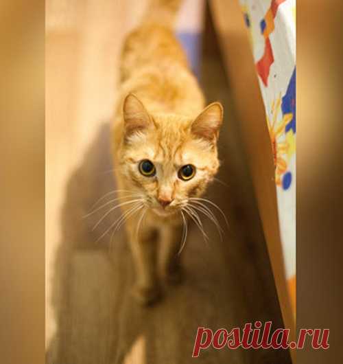 В Красноярске кот-бумеранг возвращается к хозяину, который его выбрасывает 
Хозяин животного заявил, что кота не выбрасывал, но и забирать его обратно не собирается.

Красноярского кота по кличе Леопольд спасла соседка Ирина Москаленко, которая заметила исхудавшее животное в…