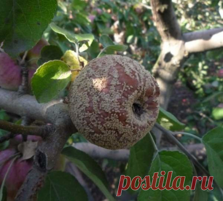 Почему яблоки гниют прямо на дереве и что с этим делать | Твоя усадьба | Яндекс Дзен