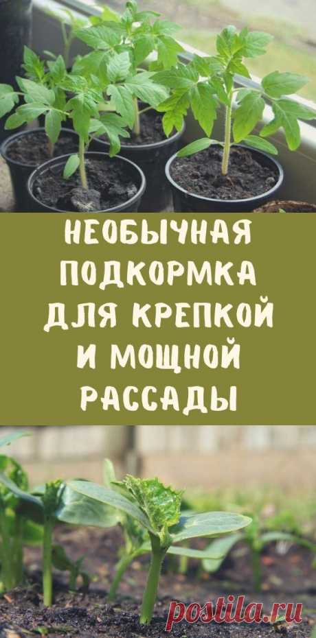 Необычная подкормка для крепкой и мощной рассады