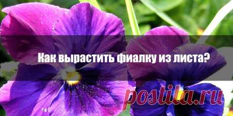 От маленького листочка до пышно цветущего растения или как вырастить фиалку из листа | Полезные советы