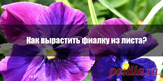 От маленького листочка до пышно цветущего растения или как вырастить фиалку из листа | Полезные советы