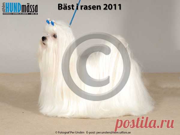 MALTESER Namn:NO UCH, SE UCH, SE V-07, SE V-08, SE V-09, WW-08 STRAIGHT FIRE GRAND PRIX Ägare:LAILA WESTENG, SVINNDAL NORGE Uppfödare: AXELSON ELIZABETH, AXELSON AXEL, BÅLSTA