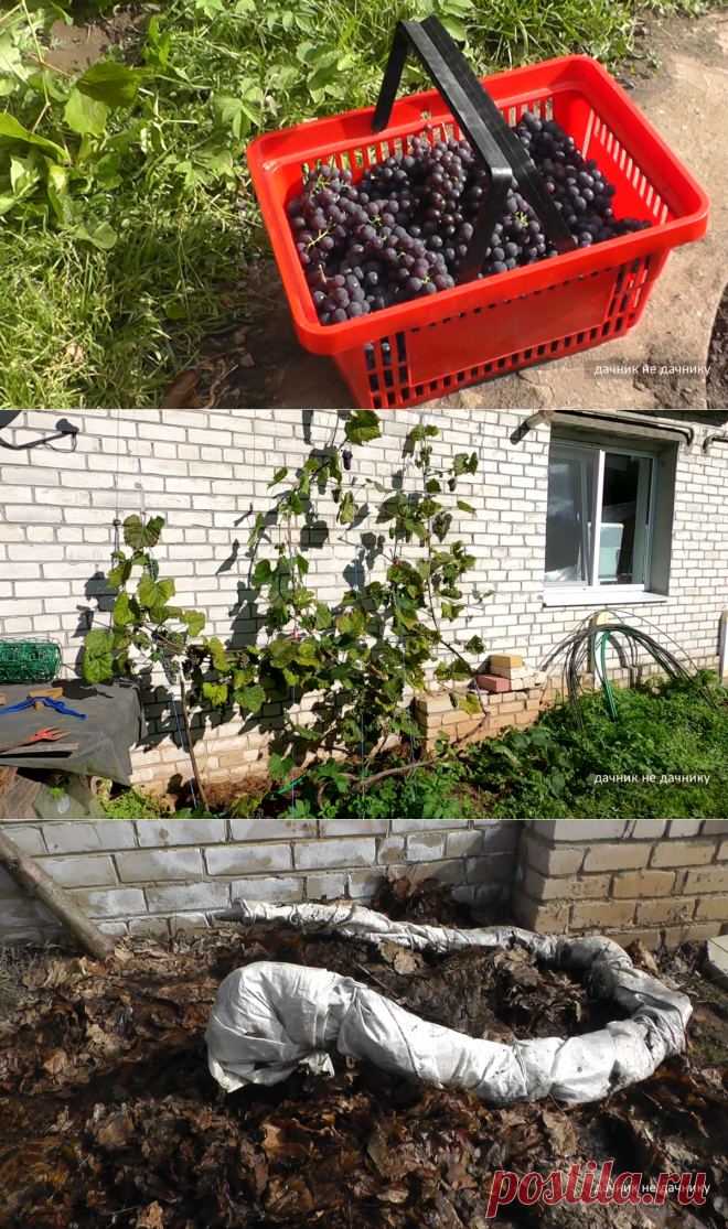 Виноград в средней полосе ? Показываю свой виноградный куст весной, с которого собираю ведро ягод | ДАЧНИК НЕ ДАЧНИКУ | Яндекс Дзен