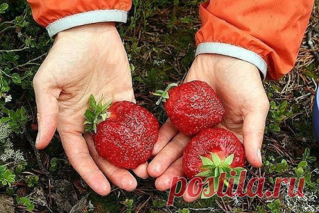 Совет садоводам, которые собираются сменить клубничное место