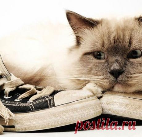 7 простых способов избавить обувь от неприятного запаха