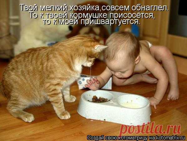 Котоматрица: Случайные котоматрицы