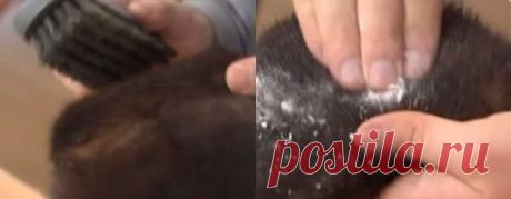 Уход за зимними головными уборами в домашних условиях. Дома можно устроить настоящую химчистку для наших шляп и шапок. Сегодня Фемина и рубрика  Сезон и Мода расскажет —  как легко в домашних условиях, подручными средствами чистить ваши любимые зимние головные уборы.