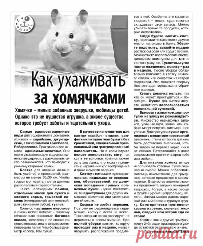Как ухаживать за хомячками