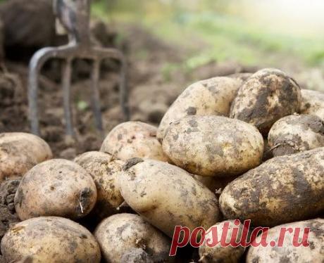 Уродливые клубни картофеля: в чем причина?