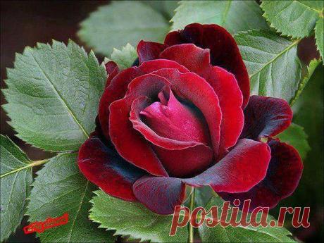 wasfee: В жизни я слышал многое — клятвы, обещания, комплименты, но лучшее, что я слышал — тишина. В ней нет лжи.