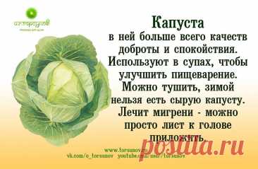 Капуста