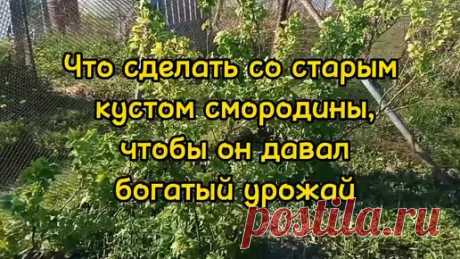 Что сделать со старым кустом смородины, чтобы он давал богатый урожай | Дачная жизнь | Дзен
