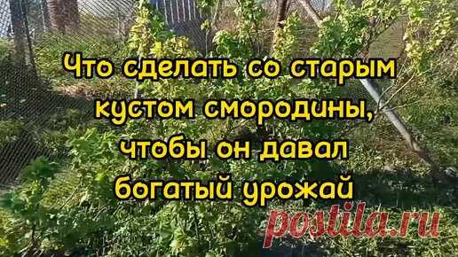 Что сделать со старым кустом смородины, чтобы он давал богатый урожай | Дачная жизнь | Дзен