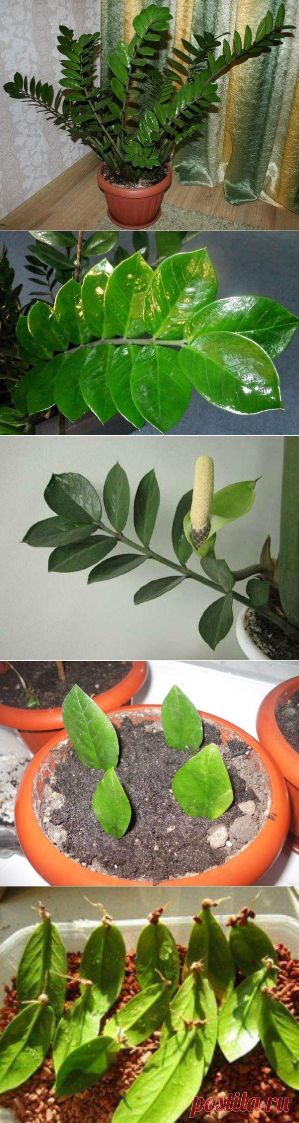 Zamioculcas или "долларовое дерево" - секреты ухода | Мамам, женщинам, бабушкам и очень любознательным.
