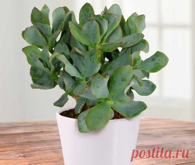 Толстянка древовидная Такой вид, как толстянка древовидная (Crassula arborescens) относится к роду толстянка, семейства толстянковые (Crassulaceae). Данное растение эндемик и в природе его можно повстречать только в Южной ...