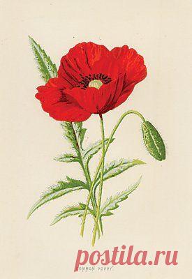 Найдено на сайте collectorsprints.com.