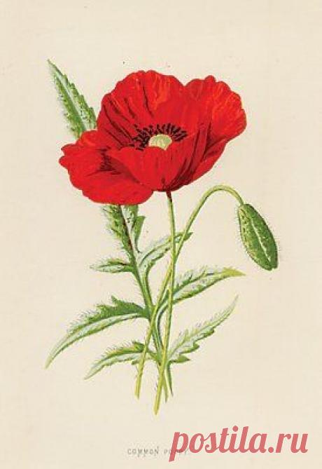 Найдено на сайте collectorsprints.com.