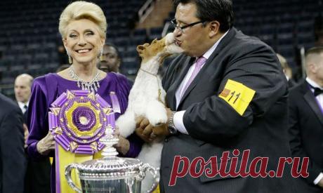 Фотогалерея: В США прошла самая престижная выставка собак - Новости Mail.Ru