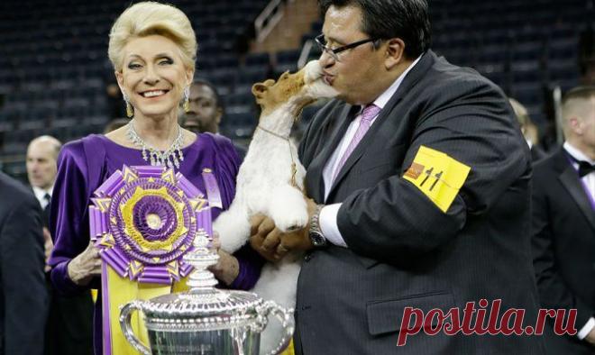 Фотогалерея: В США прошла самая престижная выставка собак - Новости Mail.Ru